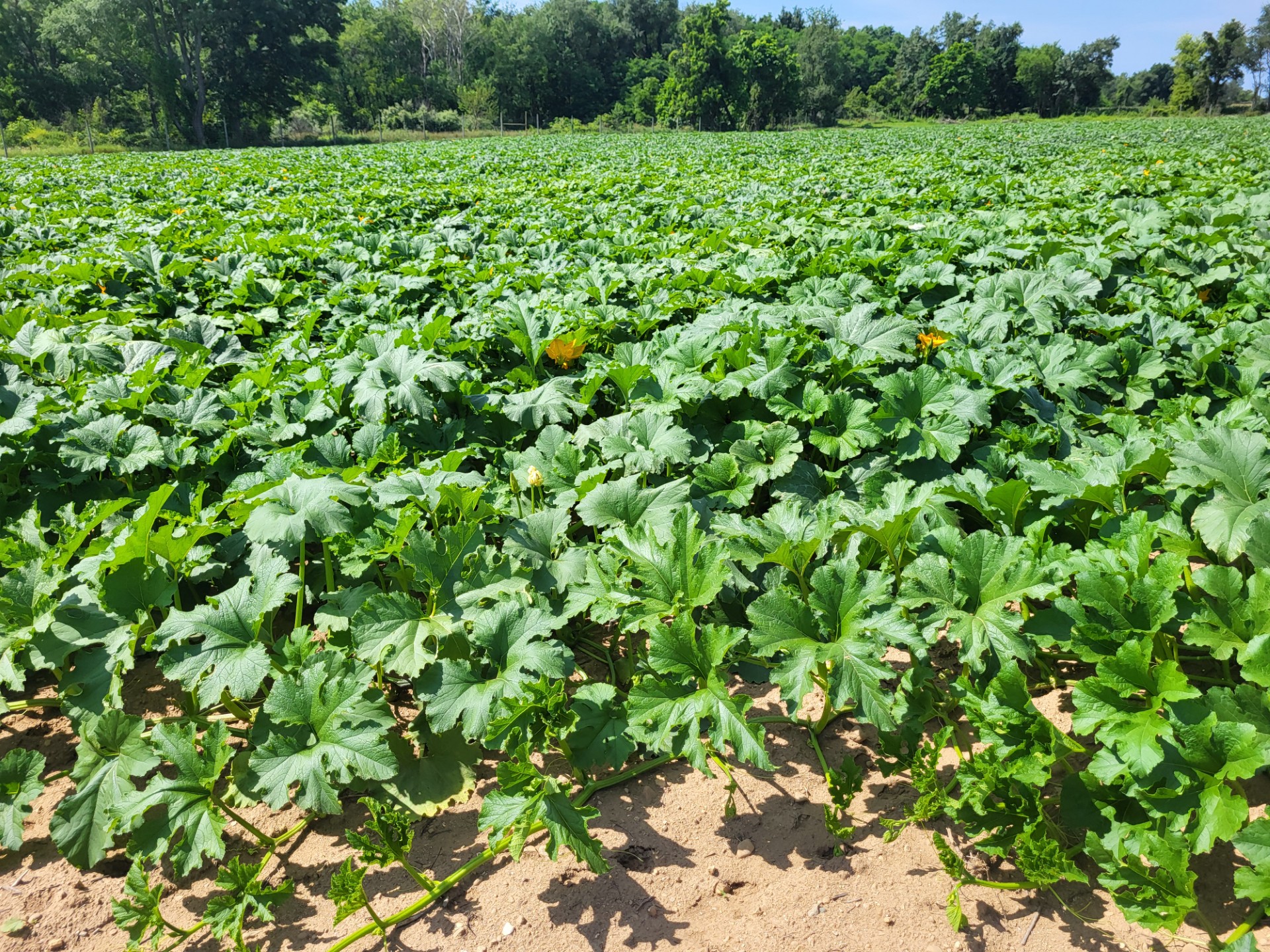 A dense field of pumpkin plants with large green leaves and scattered yellow blossoms, taken under a sunny sky with trees in the background. 